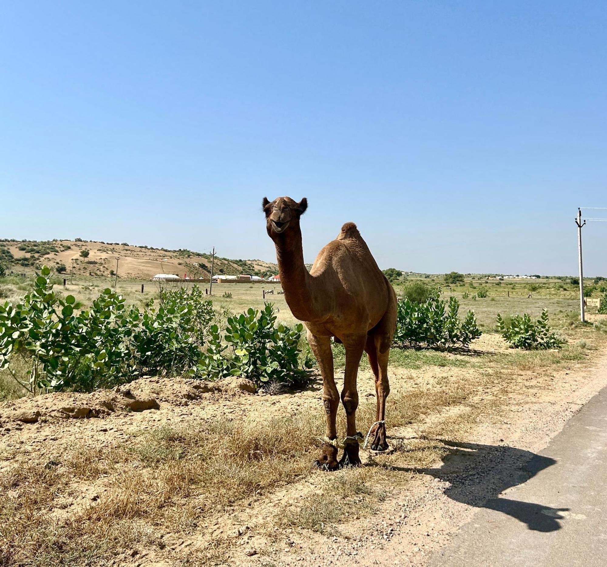 Sunny Desert Camp Kuri Ngoại thất bức ảnh